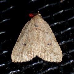 Tolpiodes oligolasia