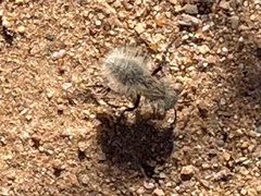 Dasymutilla sackenii