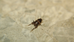 Myrmecophilus