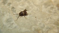 Myrmecophilus
