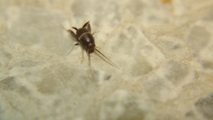 Myrmecophilus