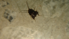 Myrmecophilus