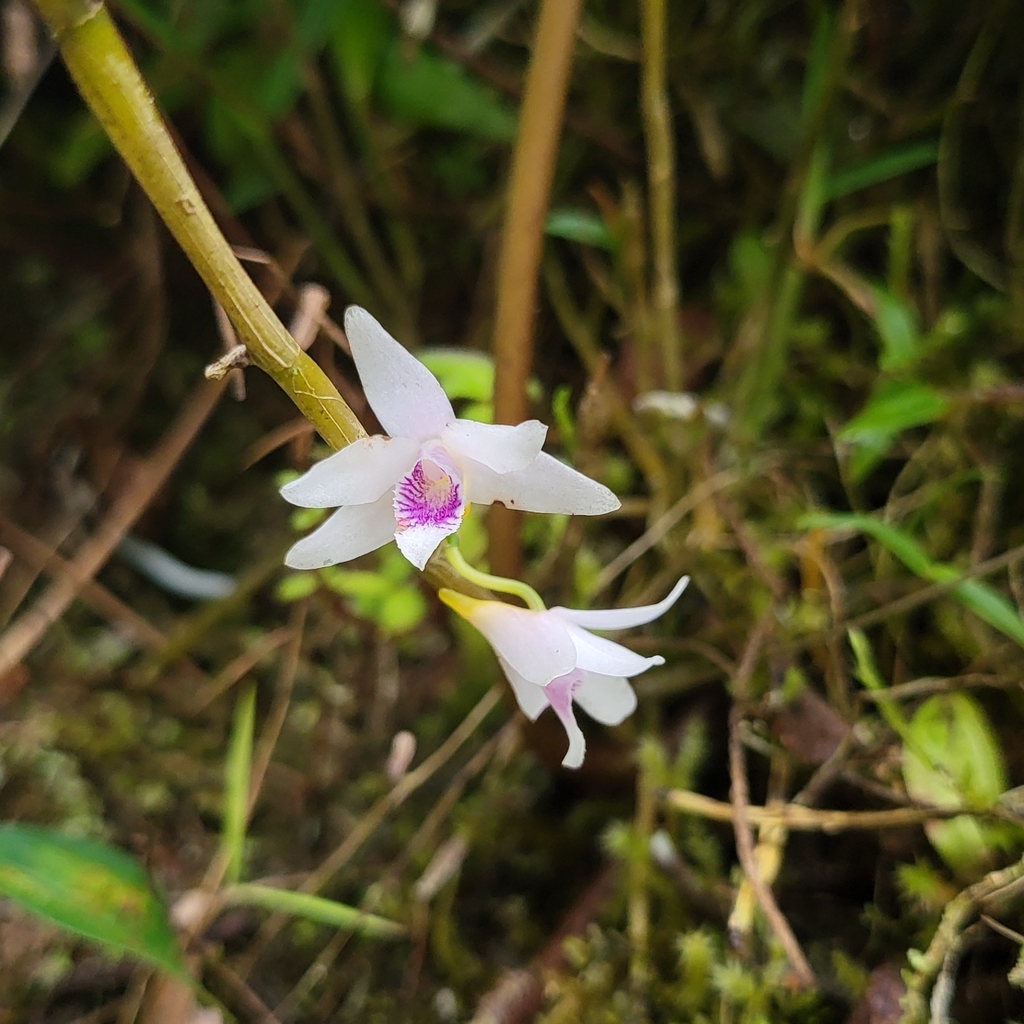 Dendrobium metrium