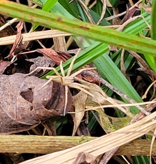 Pisaurina dubia