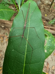Sipyloidea larryi