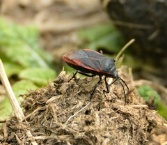 Largus rufipennis