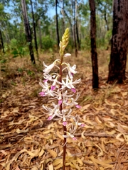 Dipodium stenocheilum