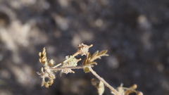 Kallstroemia californica