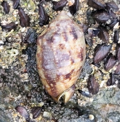 Cypraecassis coarctata