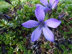 Gentianella cerastioides