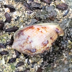 Cypraecassis coarctata