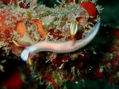Hypselodoris bullockii
