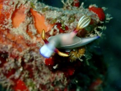 Hypselodoris bullockii