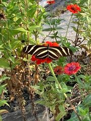 Heliconius charithonia