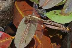 Hemigomphus