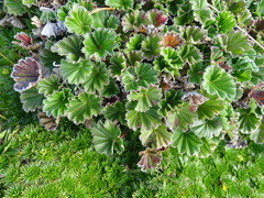 Alchemilla orbiculata