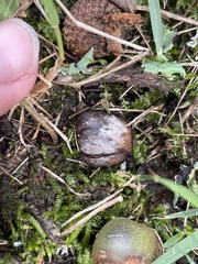 Plagiothecium denticulatum
