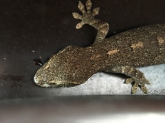 Gekko japonicus