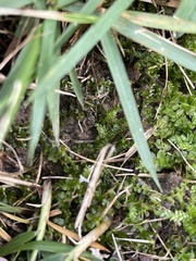 Plagiothecium denticulatum