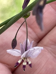 Arthropodium milleflorum