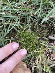 Plagiothecium denticulatum