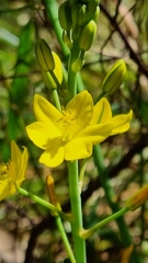 Bulbine bulbosa
