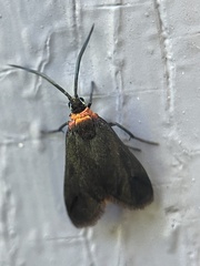 Pollanisus subdolosa