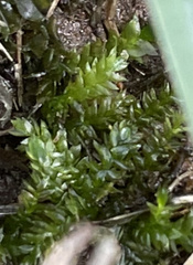 Plagiothecium denticulatum