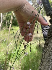 Arthropodium milleflorum
