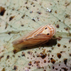 Caladonus coquilletti