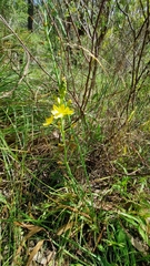 Bulbine bulbosa