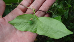 Passiflora coriacea