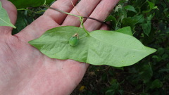 Passiflora coriacea