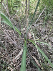 Arthropodium milleflorum
