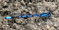 Enallagma annexum