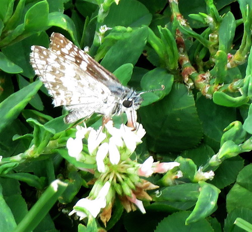 Common Checkered-Skipper photo 3