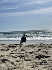 Larus occidentalis