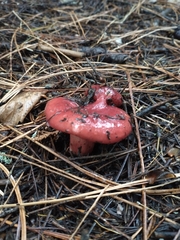 Russula rhodocephala