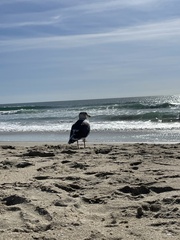 Larus occidentalis