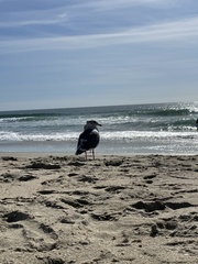 Larus occidentalis