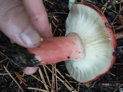Russula rhodocephala