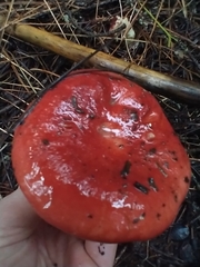 Russula rhodocephala