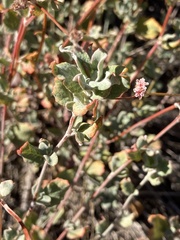 Eriogonum cinereum