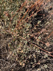 Eriogonum cinereum