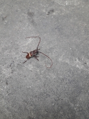 Deretrachys juvencus