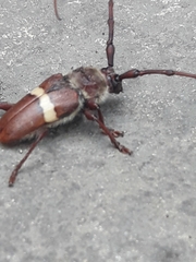 Deretrachys juvencus