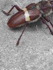 Deretrachys juvencus