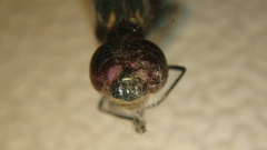 Brachydiplax sobrina
