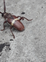 Deretrachys juvencus