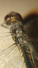 Brachydiplax sobrina